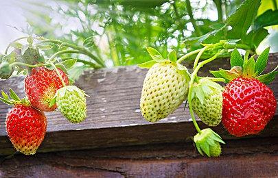 菲尔·斯宾塞在《辐射76》中被玩家投了核弹